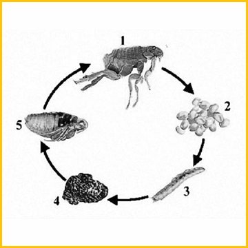 жизненый цикл блох