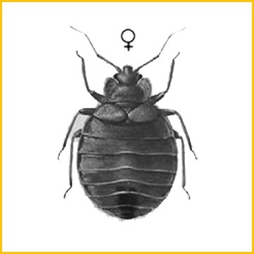 постельный клоп