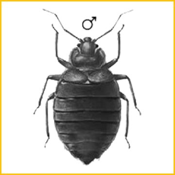 уничтожение клопов