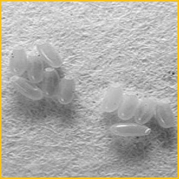 яйца клопов