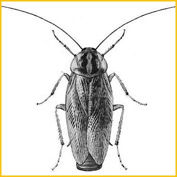 Средство от прусаков