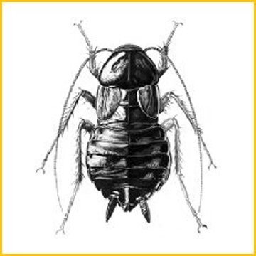 уничтожение тараканов